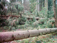 Images of a forest road filled with fallen trees in stacks up to 2 meters high