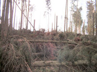 Images of a forest road filled with fallen trees in stacks up to 2 meters high
