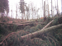 Images of a forest road filled with fallen trees in stacks up to 2 meters high